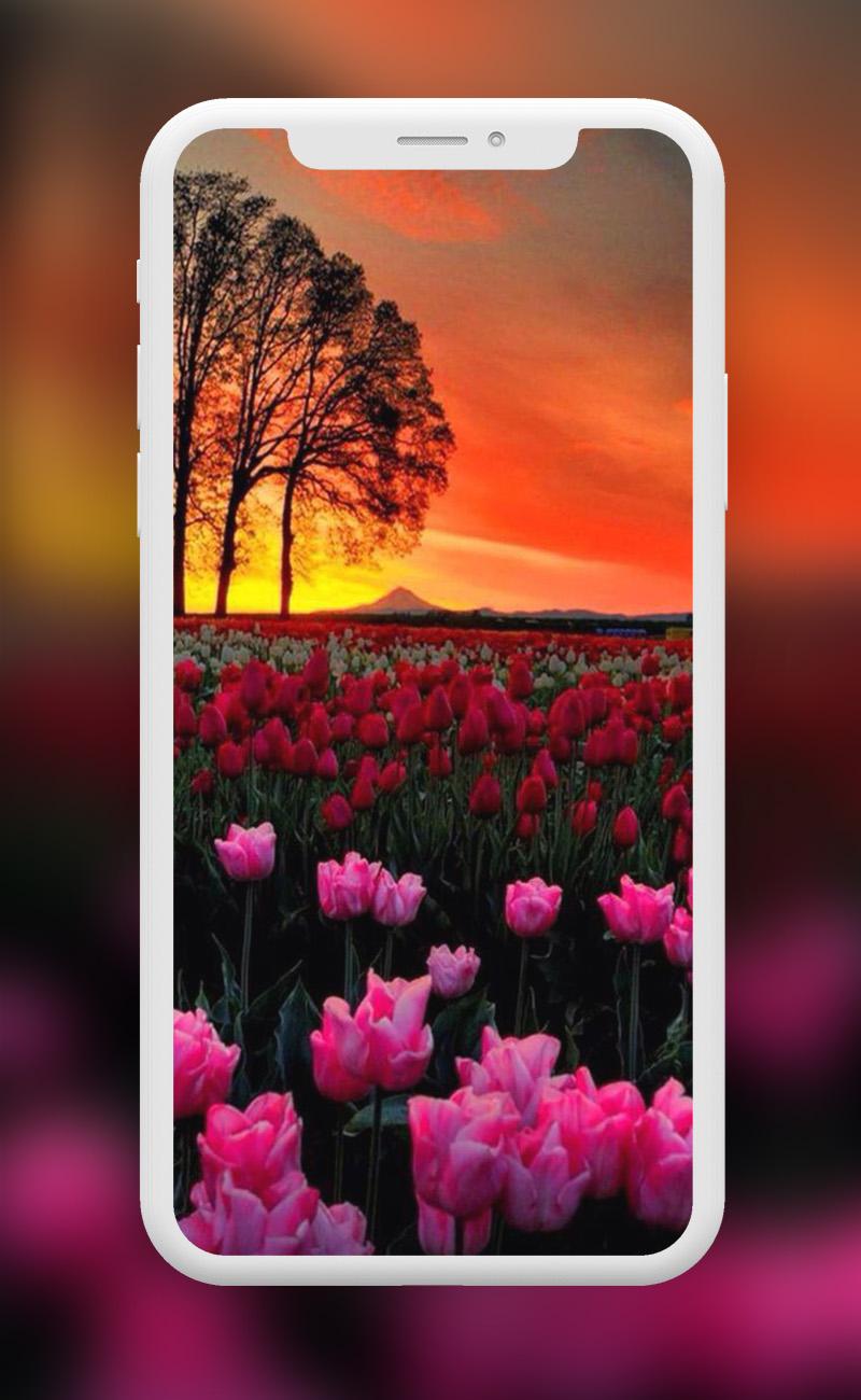 Flowers Wallpapers screenshots 3